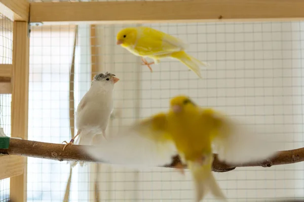 Glada Kanariefåglar Som Leker Bur Hemma Djur Och Djurkoncept Närbild — Stockfoto