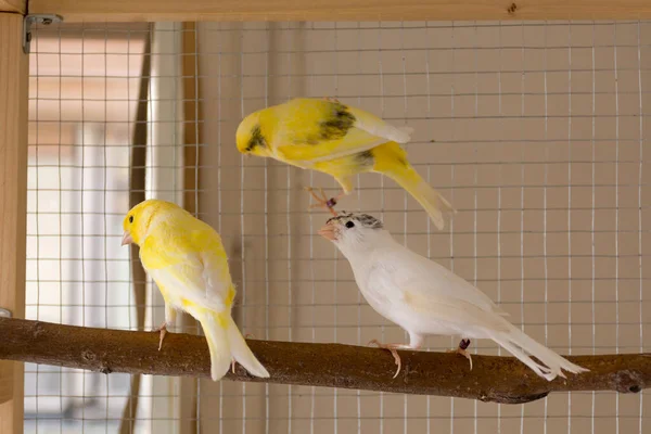 Tre Kanariefåglar Står Abborre Och Burar Hemma Och Leker Djur — Stockfoto