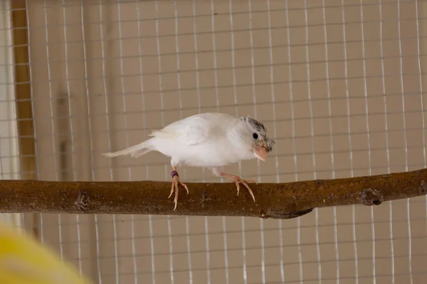 Cresta Blanca Pájaro Canario Encuentra Una Rama Una Jaula Casa — Foto de Stock