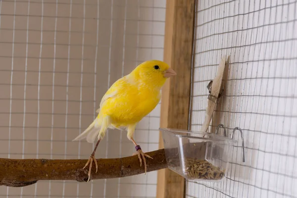 Gele Kanarie Etend Vogelvoer Staat Thuis Een Zitstok Een Kooi — Stockfoto