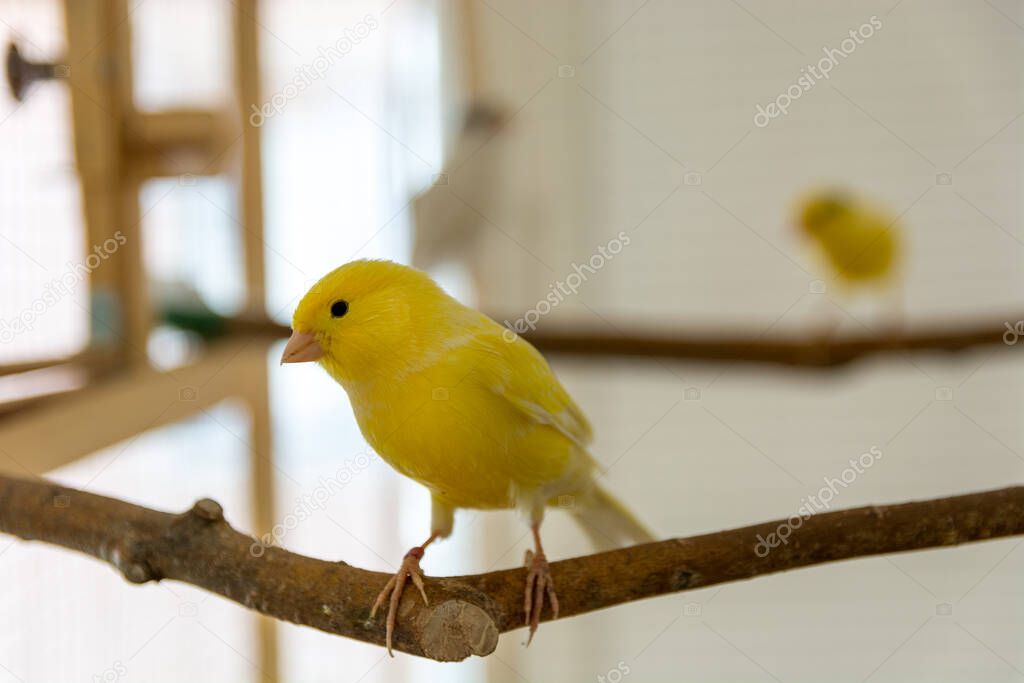 Cute canary bird stands on perch and looks at camera. Pet and animal concept. Close up, selective focus and copy space