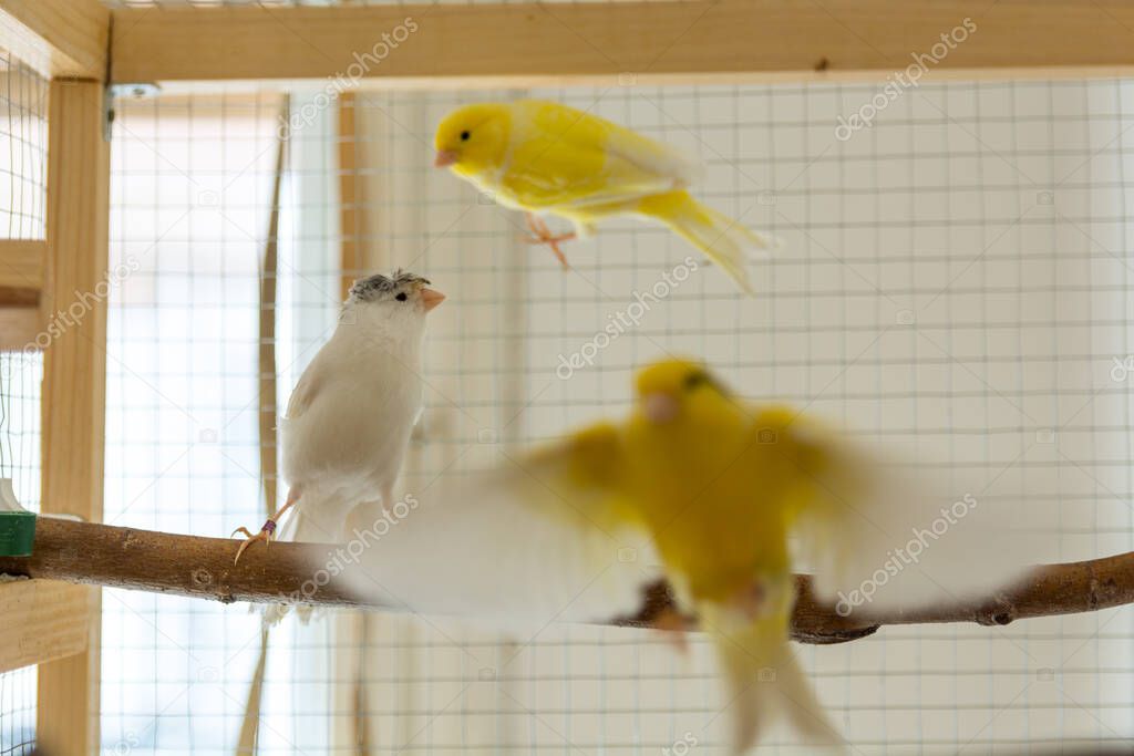 Happy canary birds playing in a cage at home. Pet and animal concept. Close up, selective focus and copy space