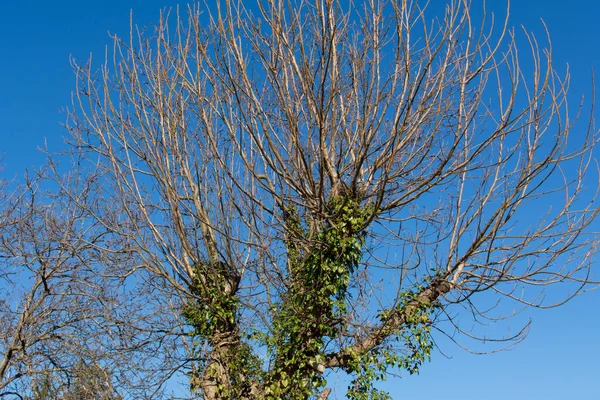Bare Tree Green Ivy Vine Growing Sunny Winter Day Nature — Stock Photo, Image