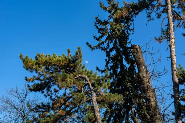Pine Green Tree Blue Clear Sky Half Moon Sunny Day — Stock Photo, Image