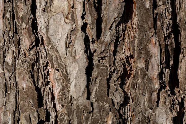 Schors Van Een Dennenboom Een Zonnige Dag Natuur Natuurlijke Achtergrond — Stockfoto