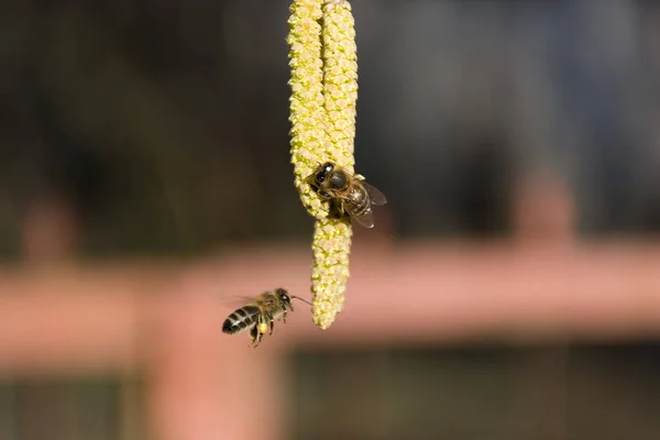 Bees fly over a hazel flower in bloom and collect pollen from on a sunny spring day in nature. Close up, selective focus and copy space