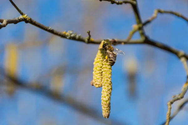 Ape Miele Che Raccoglie Polline Fiore Nocciola Nella Fioritura Primavera — Foto Stock