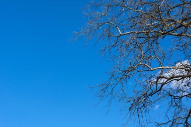 Doğada çıplak dalları olan ağaç güneşli bir bahar gününde ve arka planda mavi gökyüzü. Metin veya tasarım için alanı kapat ve kopyala
