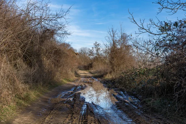 Country Road Ruts Puddles Curbs Overgrown Trees Bushes Sunny Spring — Stock Photo, Image