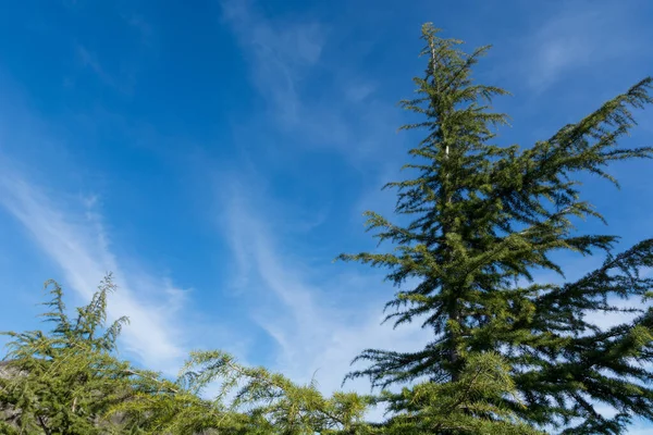 Top Fir Tree Interesting White Clouds Blue Spring Sky Nature — Stock Photo, Image