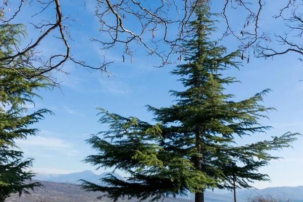 Fir Tree Top Hill Beautiful Blue Sky White Clouds Spring — Stock Photo, Image