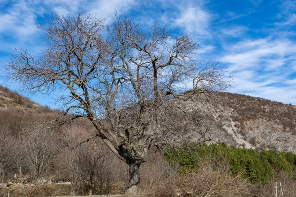 Paisaje Con Vistas Árbol Desnudo Montañas Con Cielo Azul Fondo —  Fotos de Stock