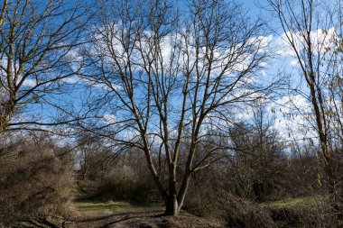 Güneşli bir bahar günü, dağda büyük, çıplak bir ağaç ve kırsal bir yol. Doğa arkaplan kavramı