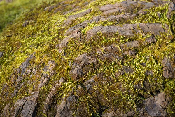 Musgo Verde Corteza Árbol Naturaleza Día Soleado Primavera Concepto Papel — Foto de Stock