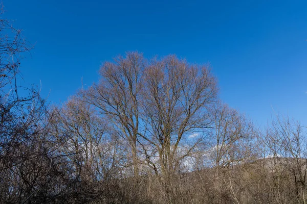 Bare Branches Trees Blue Sky Sunny Early Spring Day Mountain — Stock Photo, Image