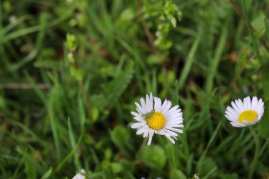 Güneşli bir bahar gününde çayırda iki güzel papatya çiçeği. Doğal arka plan kavramı