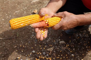 İki olgun mısırla elleri olan bir adam güneşli bir bahar gününde kırsal alanda tahılları soyar.