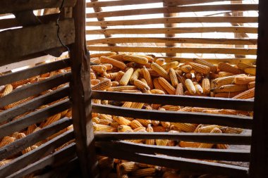 Kırsalda tahıl dolu ahşap bir ahır. Köyde tükenmiş mısır rezervi konsepti