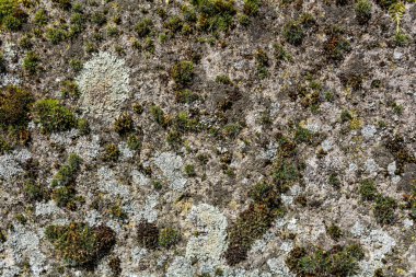 Eski bir evin üzerinde yosun olan gri, eski kaya dokulu bir duvar. Metin veya tasarım için alanı kapat ve kopyala