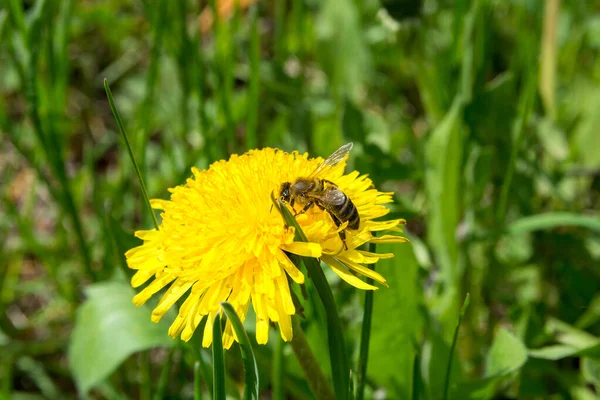 Yellow Dandelion Flower Honey Bee Collecting Pollen Spring Day Meadow — Stockfoto