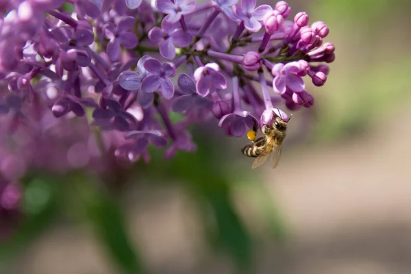 Honey Bee Purple Flower Lilac Tree Garden Sunny Spring Day — Stockfoto