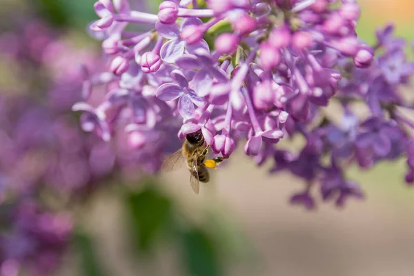 Beautiful Lilac Flower Bee Collecting Pollen Garden Sunny Spring Day — Stockfoto