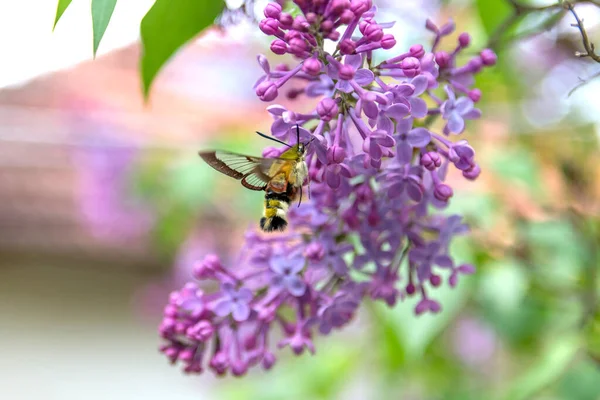 Hummingbird Hawk Moth Macroglossum Stellatarum Collecting Nectar Lilac Flower Garden — Stockfoto