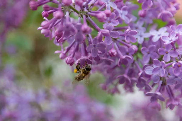 Honey Bee Collecting Pollen Lilac Flower Garden Sunny Spring Day — Stockfoto