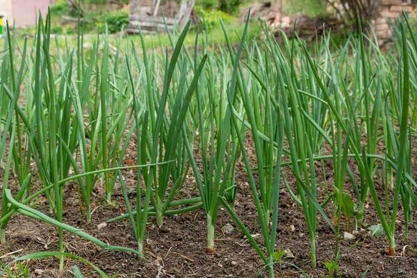 Green Onion Grown Soil Plots Sunny Spring Day Onion Production — Stock Photo, Image