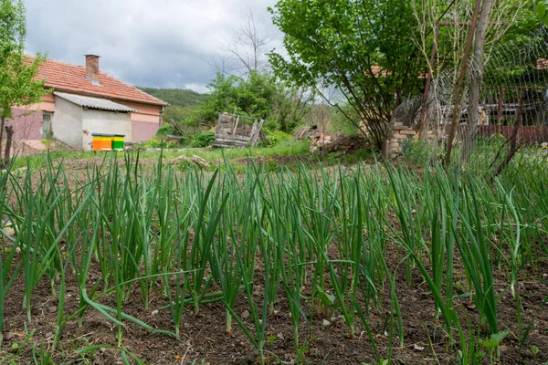Green Onions Grow Garden Sunny Day Spring Vegetable Concept Close — Stock Photo, Image