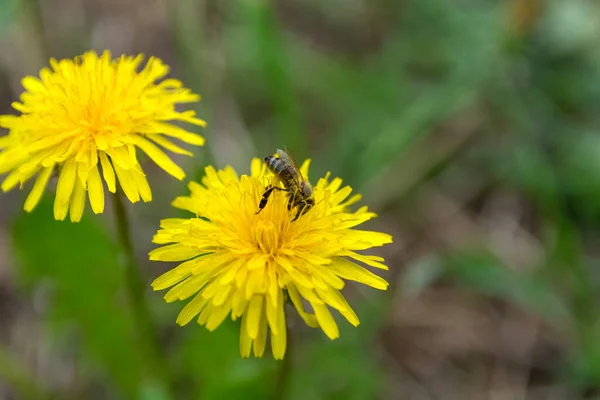 Honey Bee Collecting Pollen Yellow Dandelion Flower Sunny Spring Day — Stock Photo, Image