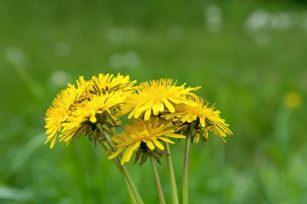 Bouquet Yellow Dandelions Flowers Soft Blurred Green Background Spring Day — Stock Photo, Image