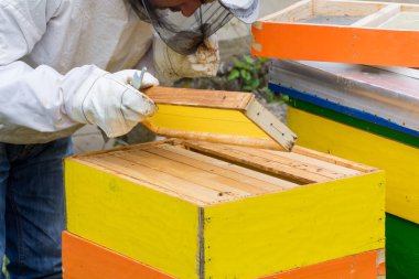 Yetişkin arıcı elinde bal peteği, koruyucu iş giysisinde profesyonel arıcı güneşli bir bahar gününde arıların bal peteği çerçevesini inceliyor.