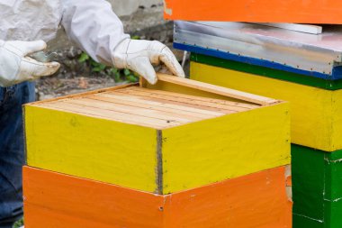 Güneşli bir bahar gününde arı kovanındaki bal peteği çerçevesini denetleyen koruyucu iş elbisesi giyen bir arı yetiştiricisi. Arıcılık konsepti. Yaklaş, seçici odaklanma