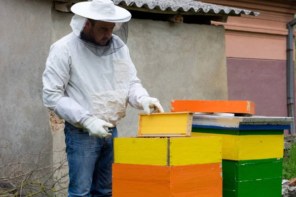 Beekeeper Protective Clothing Checks Inspect Frames Hive Sunny Spring Day — Stockfoto