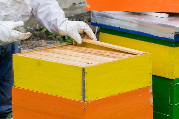 Güneşli bir bahar gününde arı kovanındaki bal peteği çerçevesini denetleyen koruyucu iş elbisesi giyen bir arı yetiştiricisi. Arıcılık konsepti. Yaklaş, seçici odaklanma