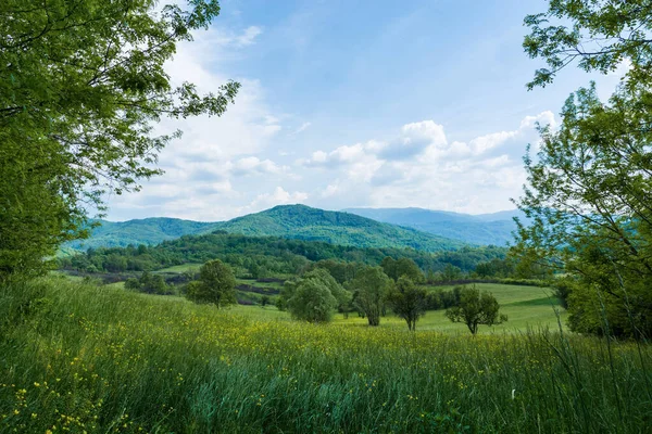 Idyllic Rural View Pretty Meadow Healthy Livestock Sunny Spring Day — Stock Photo, Image