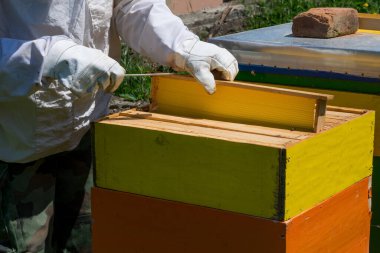 Koruyucu iş kıyafetlerindeki arı yetiştiricisi, güneşli bir bahar gününde arı kovanında bal peteği çerçevesini tutar ve inceler. Arıcılık konsepti