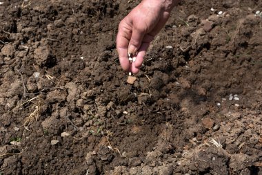 Bir dişi el, güneşli bir bahar gününde tarıma fasulye tohumu koyar. Bahar ekimi sebze konsepti. Yaklaş, seçici odaklanma