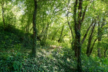 Sarmaşık kaplı yeşil orman, zemin kat, bahar ormanı manzarasında güzel karanlık orman. Doğal arka plan kavramı