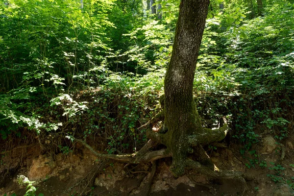 Loess Rock Slope Wall Dark Forest Spring Day Tree Roots — Stock Photo, Image