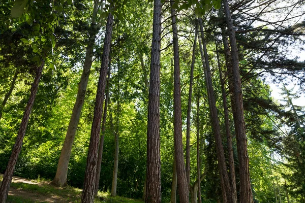 Grandes Pinos Bosque Soleado Día Primavera Concepto Fondo Natural Luz — Foto de Stock