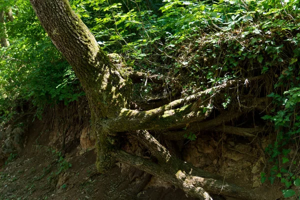 Trunk Root System Tree Growing Deep Dark Forest Small Cliff — Stock Photo, Image