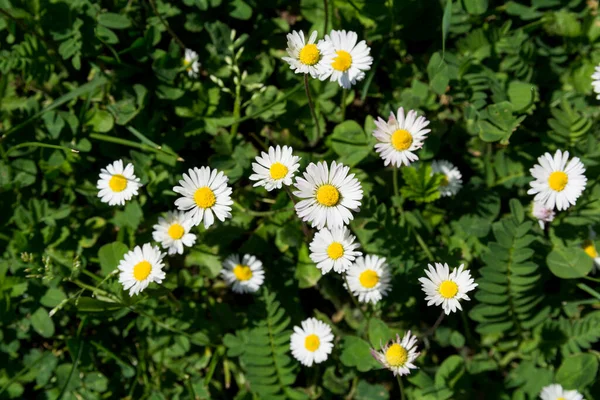 Top View Daisy Flowers Meadow Sunny Spring Day Natural Background — Stock Photo, Image