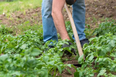 Çiftçi toprak kazmak için çapa kullanıyor. Tarım alanında tatlı patates ağacı filizleri yetiştiriyor. Tarım ve bahçe kavramı