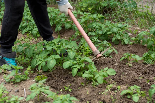 Primo Piano Giovani Piante Verdi Patate Agricoltore Che Lavorano Con — Foto Stock