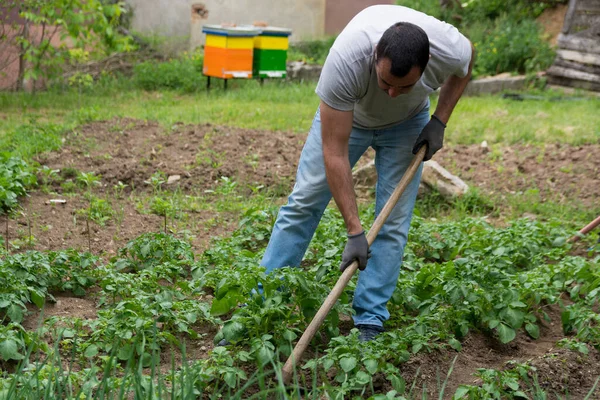 Petani Mencangkul Kebun Kentang Kebun Sayuran Pagi Hari Awal Musim — Stok Foto