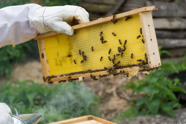 Een Imkerhand Beschermende Handschoenen Houdt Een Honinglijst Met Honingraten Bijen — Stockfoto