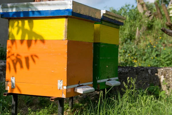 Twee Kleurrijke Houten Bijenkorven Met Bijen Bijenstal Een Zonnige Lentedag — Stockfoto