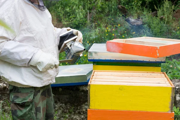 Beekeeper smoking bees with bee smoker in wooden hive on a spring day in the apiary. The beekeeper wears a protective suit and gloves. Close up
